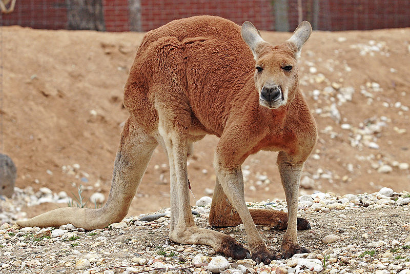 Meet the Animals - Kangaroo