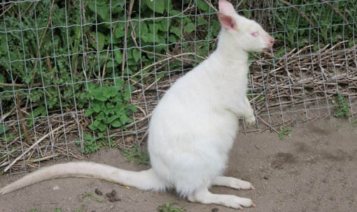 Meet the Animals - Albino Wallaby