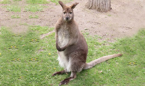 Meet the Animals - Bennet Wallaby