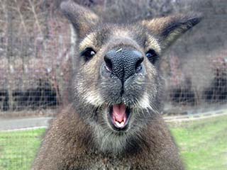 funny kangaroo face