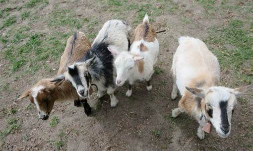 Meet the Animals - Goats