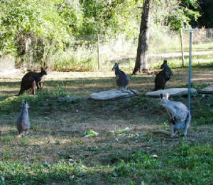 keeping and breeding kangaroos