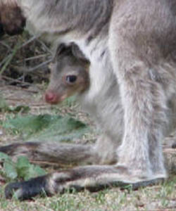 keeping and breeding kangaroos