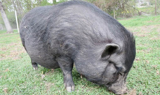 Meet the Animals - Pot-Bellied Pig