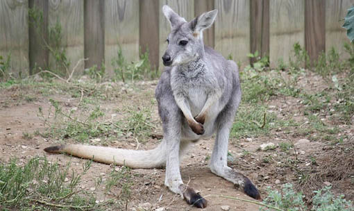 Meet The Animals of Kangaroo Creek Farm | Kangaroo Creek Farm
