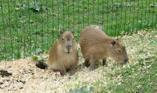 Meet the Animals - Capybara