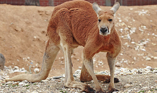Meet the Animals - Kangaroo