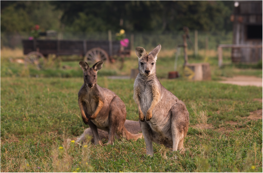 [Image: two-roos.png]
