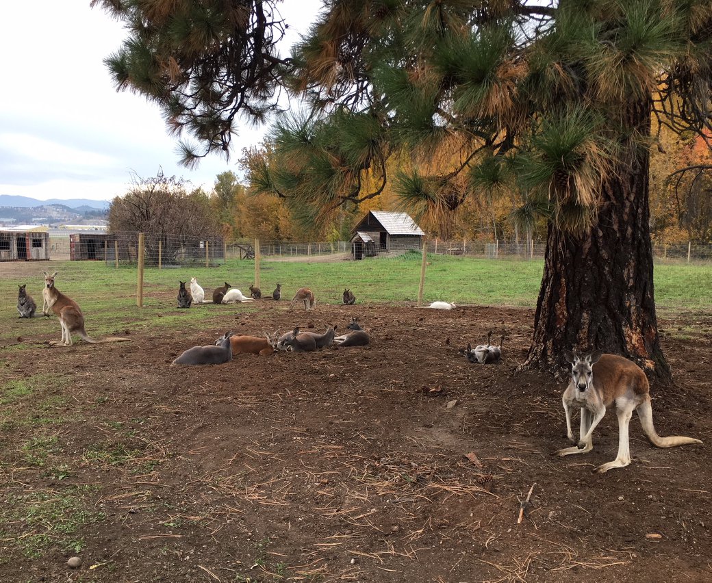 Group Visits to the Kangaroo Farm to see our beautiful farm