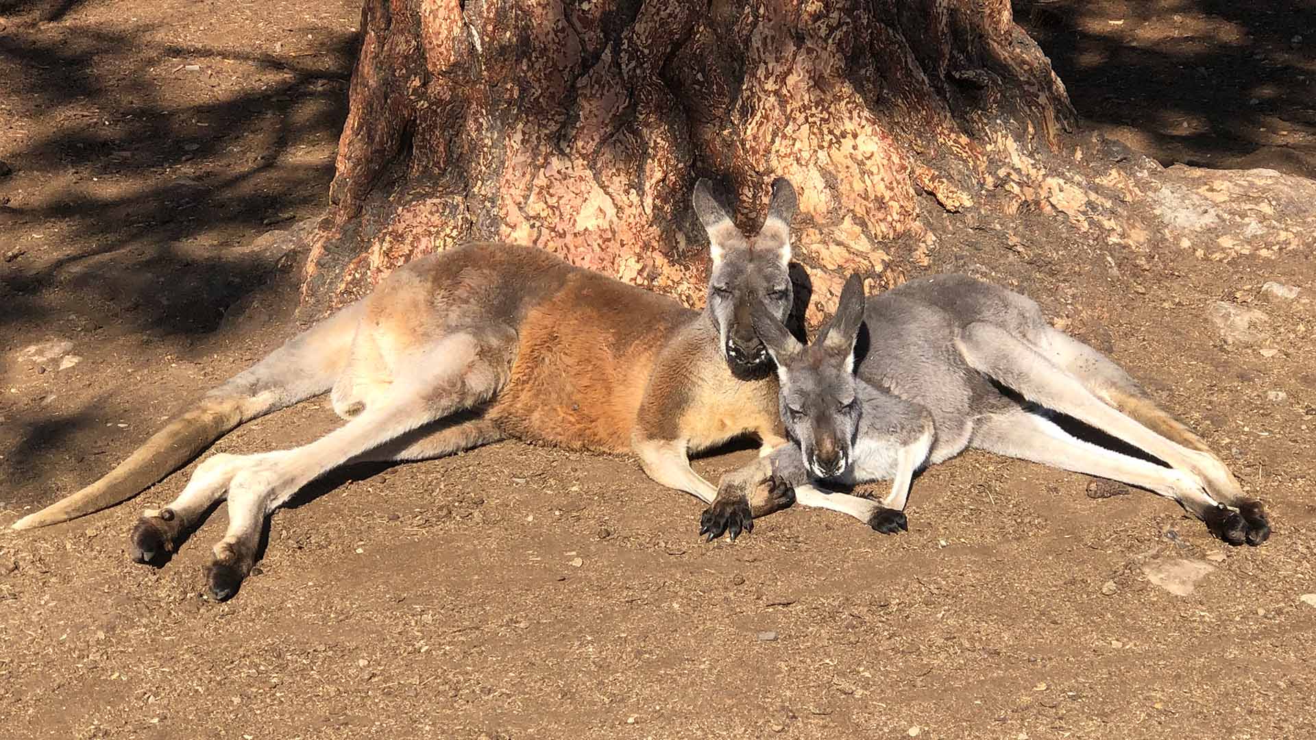 Kangaroo Creek Farm