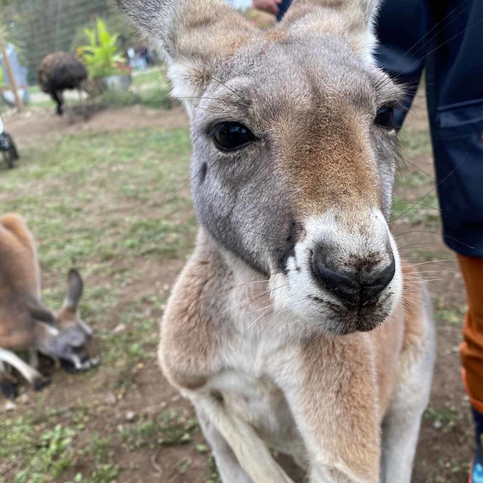 Kangaroo Creek Farm