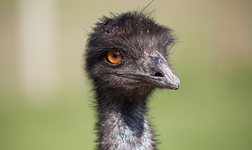 Meet the Animals - Emu