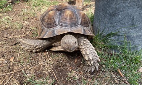 Meet The Animals of Kangaroo Creek Farm | Kangaroo Creek Farm