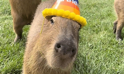 Meet the Animals - Capybara